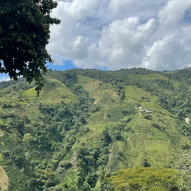 Kaffebønner Colombia La Serrania Dekaffeinert 250g Mørkbrent - Image 2