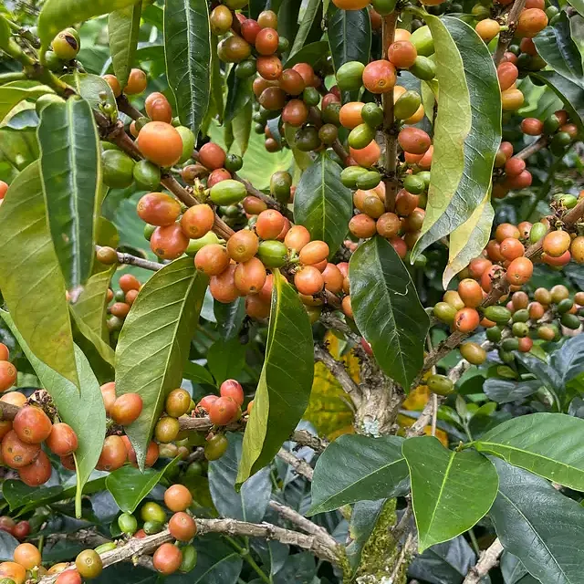 Kaffebønner Colombia La Serrania Dekaffeinert 250g Mørkbrent - Image 3